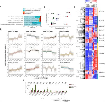 Comparative transcriptomics reveals the role of altered energy metabolism in the establishment of single-cell C4 photosynthesis in Bienertia sinuspersici